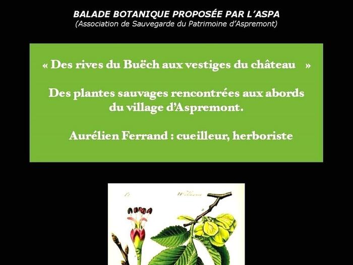 Balade botanique à Aspremont « Des rives du Buëch aux vestiges du château »