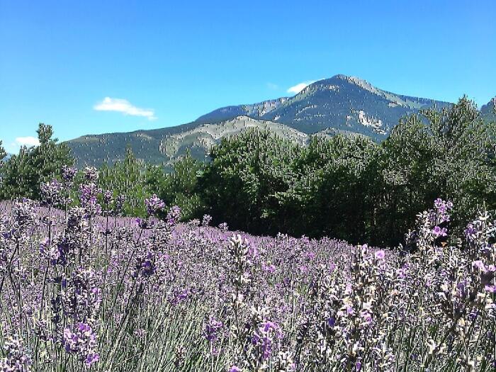 Distillerie de lavande bio - Les Pusteaux