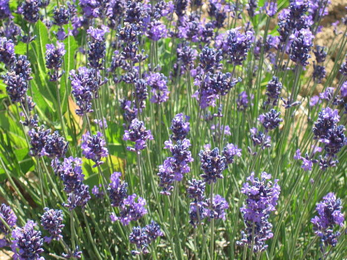 Visit of the lavender distillery