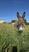 Photo Visite de la ferme du Domaine de la Beaumette_Aspres-sur-Buëch - Photo 14