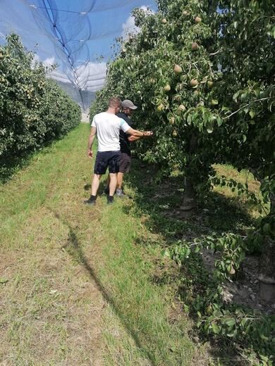 Les vergers - Photo 6