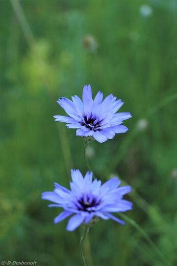 Pic de Céuse par Châtillon - Photo 6