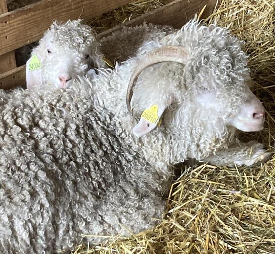 La Ferme Instant Mohair_Aspremont - Photo 2