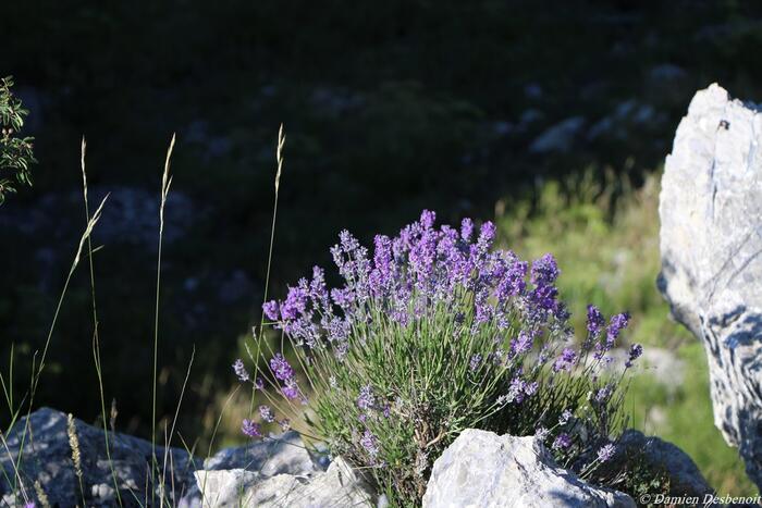 Le sentier des Bancs - Photo 12