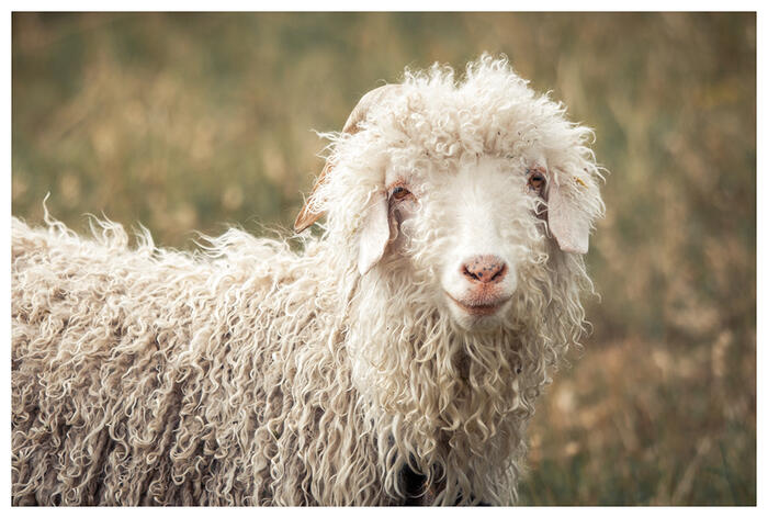 Chèvre mohair - sigottier - Photo 6