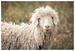 Photo Chèvre mohair - sigottier - Photo 6