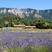 Photo Visite guidée de la lavande en fleur - Lavanderaie des Hautes Baronnies_Nossage-et-Bénévent - Photo 4