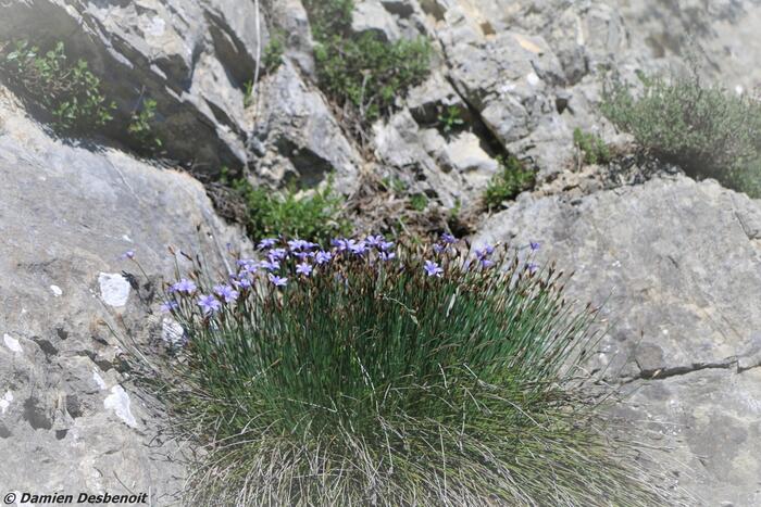 col de cuberselle - Photo 5