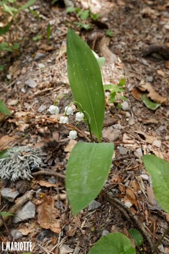 Montagne d'Oule - Photo 6