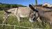 Photo Visite de la ferme du Domaine de la Beaumette_Aspres-sur-Buëch - Photo 16