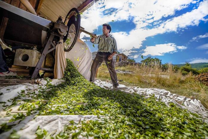 tri des plantes - Photo 10