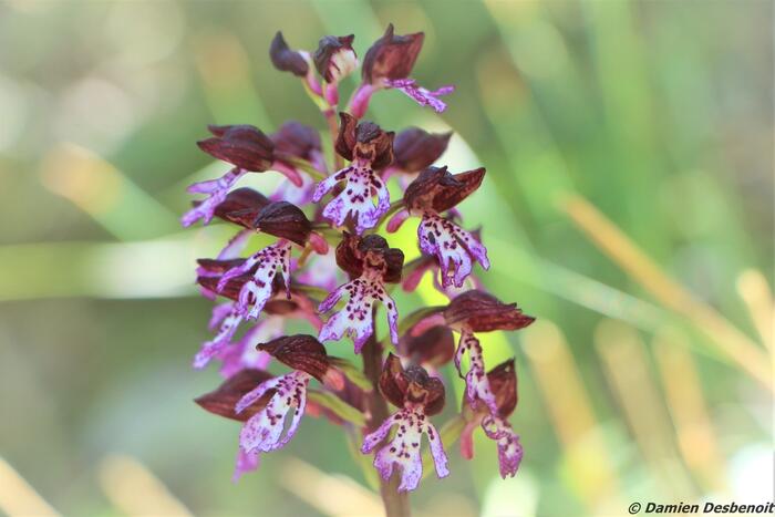 col de cuberselle - Photo 8