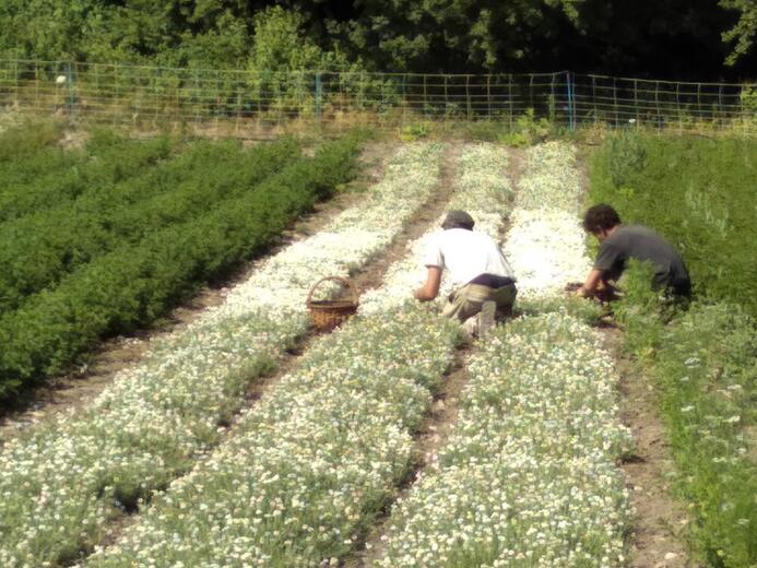 Cueillette - Photo 7