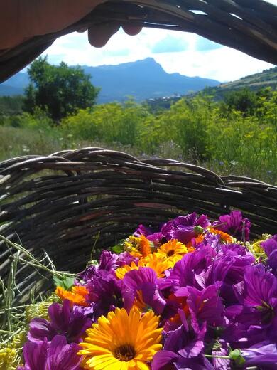 Cueillette - Photo 5