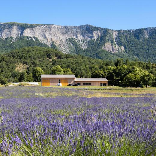 Lavanderaie des Hautes Baronnies - Photo 15