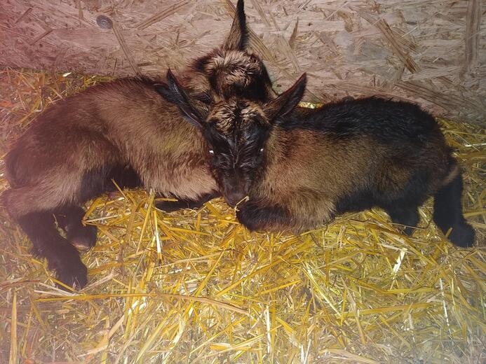 La Ferme de Meyssirat - Photo 4