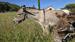 Photo Visite de la ferme du Domaine de la Beaumette_Aspres-sur-Buëch - Photo 15