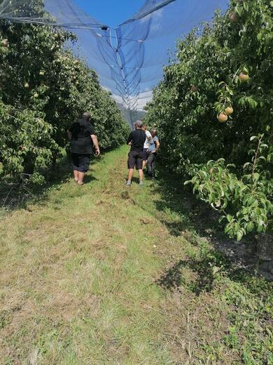 Les vergers - Photo 5