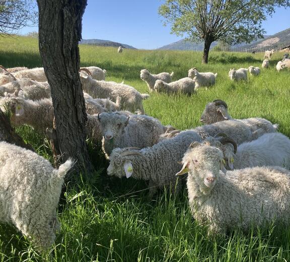 La Ferme Instant Mohair_Aspremont - Photo 1