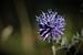 Photo Boucle de Clausonne - Photo 9