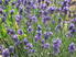 Photo Lavande - Photo 2