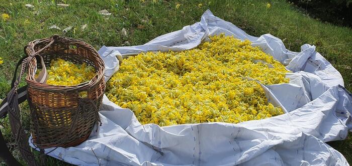 Cueillette - Photo 1