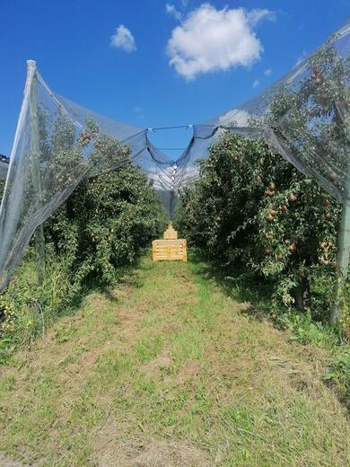 Les vergers - Photo 4