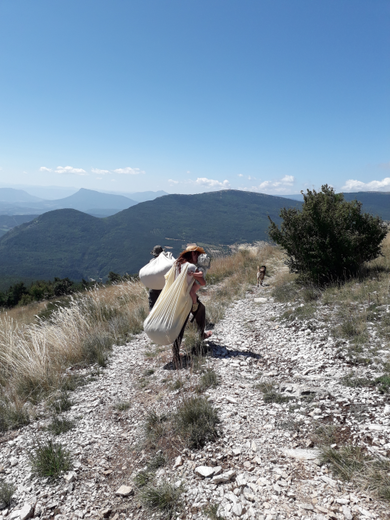 Cueillette de la sarriette en famille - Photo 9