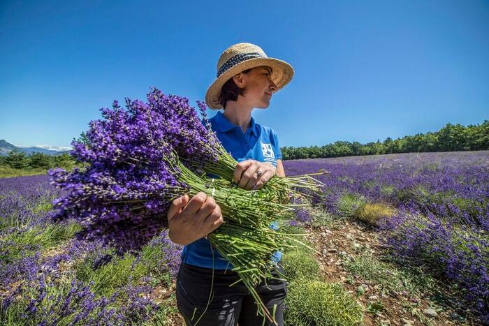 Lavanderaie des hautes Baronnies à Orpierre - Photo 3