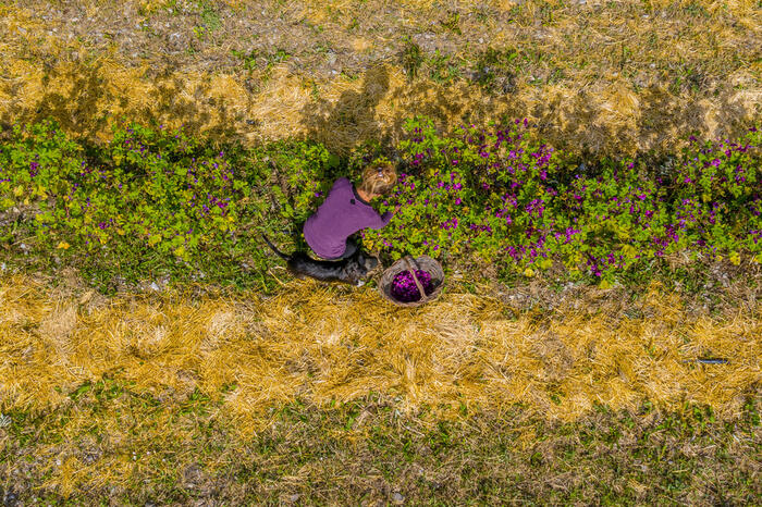 Cueillette - Photo 3