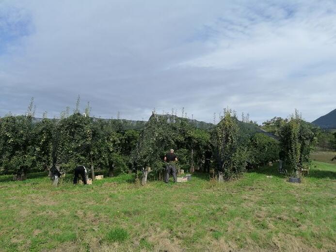 Les vergers - Photo 7