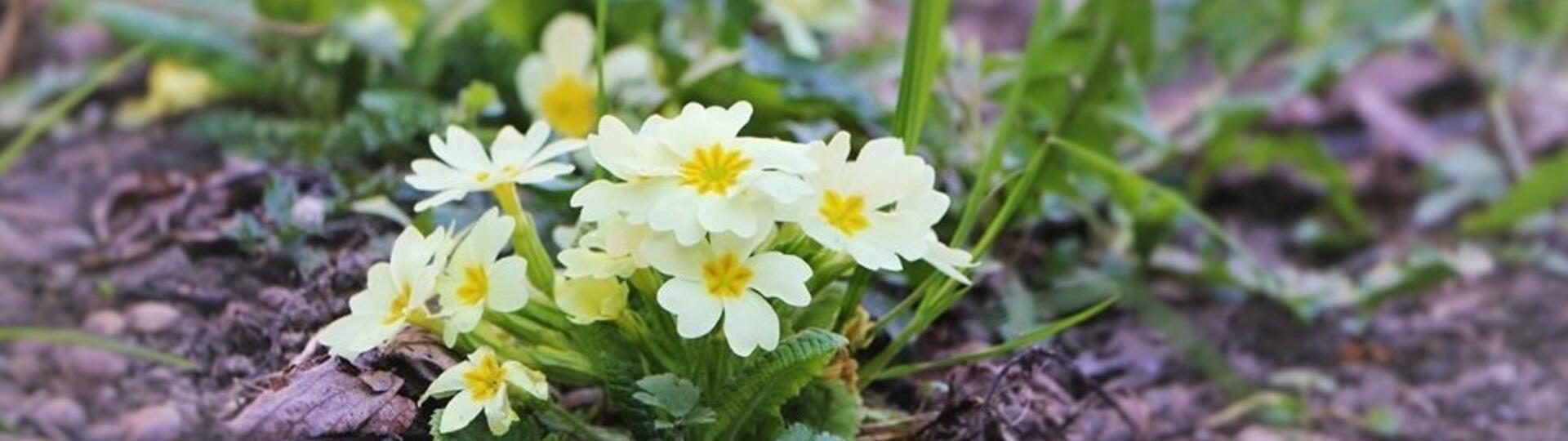 Commerces et Producteurs des Sources du Buëch  - Ouverts