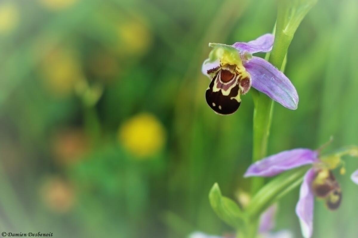 ©Damien Desbenoit
